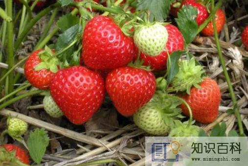 冬天吃草莓是反季节吗3