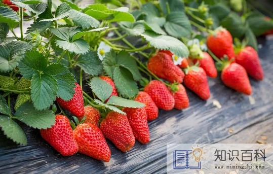 冬天草莓不放冰箱会坏吗1