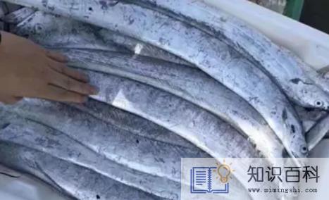 成袋的带鱼是不是很腥1