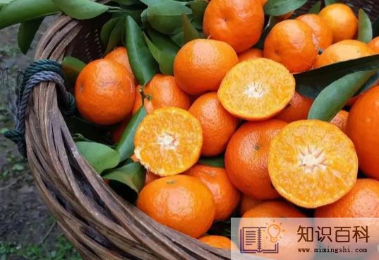 砂糖橘有籽好还是无籽好3