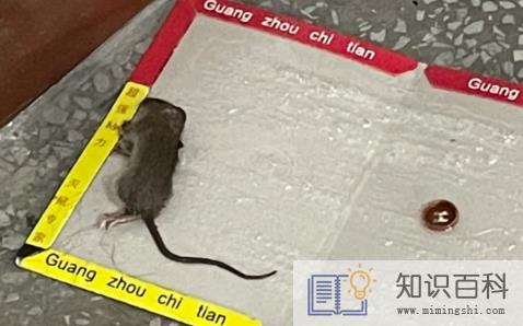 老鼠被粘鼠板粘住为什么会死1