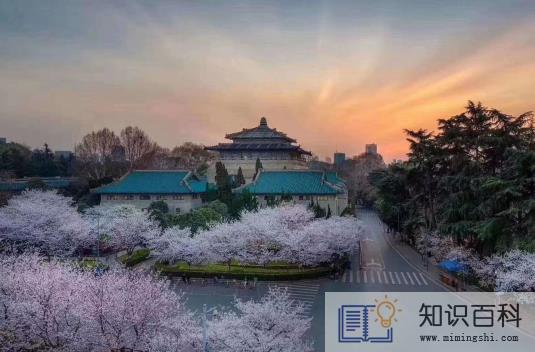 2023武汉大学樱花什么时候开花3