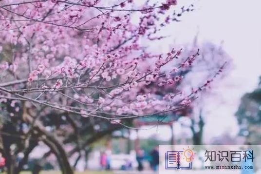 2023年武大樱花怎么预约3