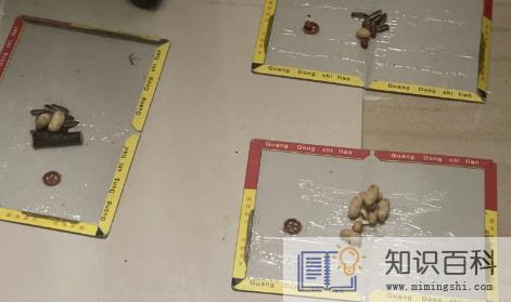 粘鼠板上的老鼠为什么互咬2