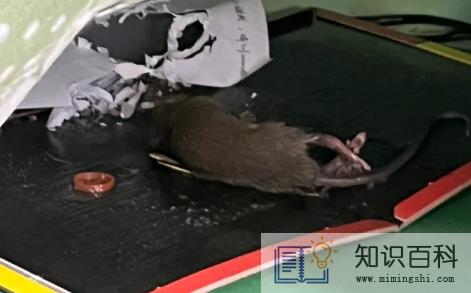 粘鼠板上的老鼠为什么互咬3