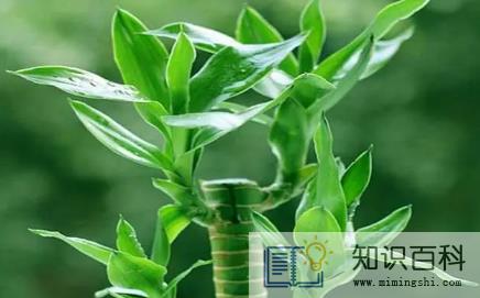 新房适合养什么绿植旺宅 3