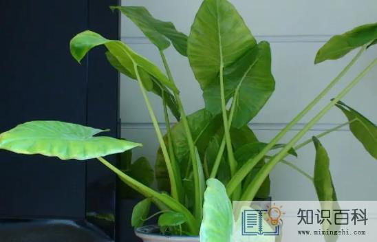 客厅养滴水观音好不好2