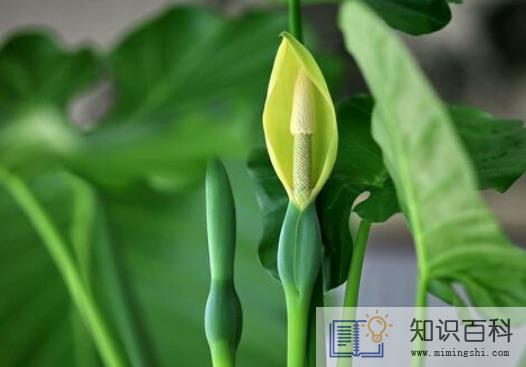 客厅养滴水观音好不好3