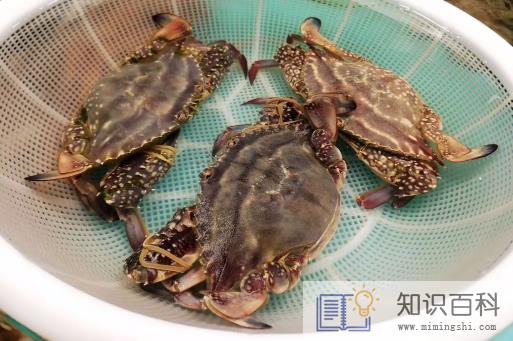 梭子蟹洗好后可以放冰箱冷藏吗3