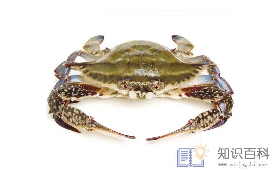 梭子蟹带籽的好还是不带籽的好1