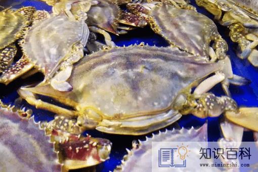 梭子蟹冻死了能不能吃了1