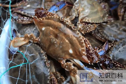 坐飞机可以带梭子蟹吗1