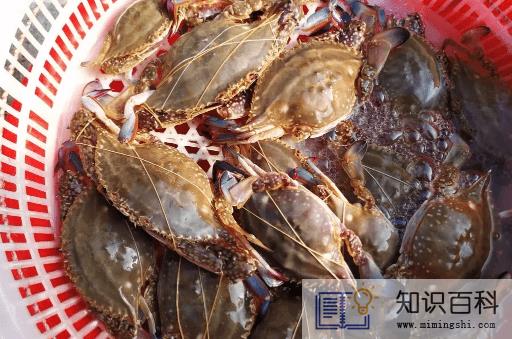 坐飞机可以带梭子蟹吗3