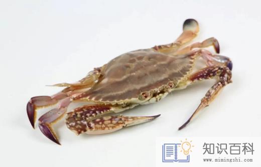 梭子蟹买回来没多久就死了可以吃吗3