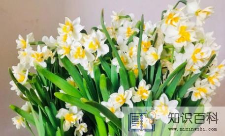 2022年11月能种水仙花吗1