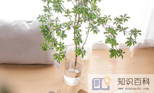 客厅养植物空气会变好吗2