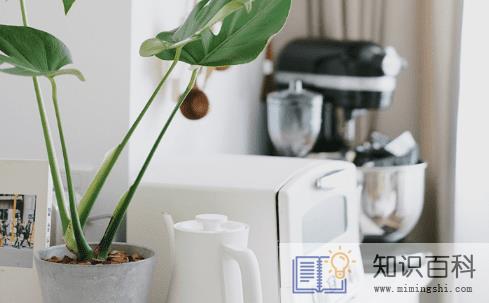客厅养植物空气会变好吗3