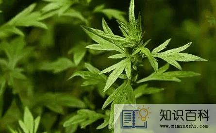 新娘床上放艾草寓意什么 1