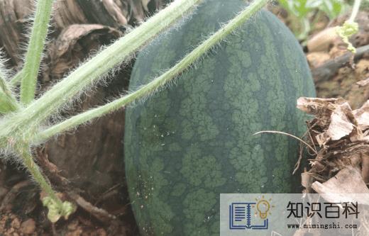 黑美人西瓜为什么不能吃3