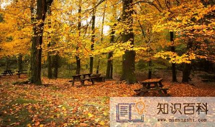 阳历11月是秋天还是冬天3