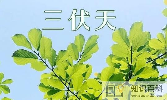 三伏天晒背后的排病反应3