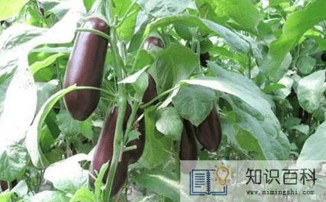 茄子吃不完可以冷冻保存吗1