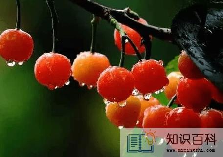 樱桃上火吗1