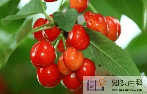 樱桃上火吗3