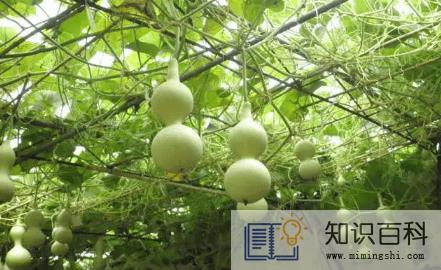 葫芦挂在正对入户门墙上好吗1