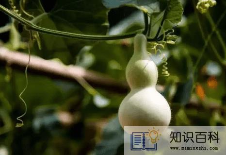 葫芦挂在正对入户门墙上好吗2