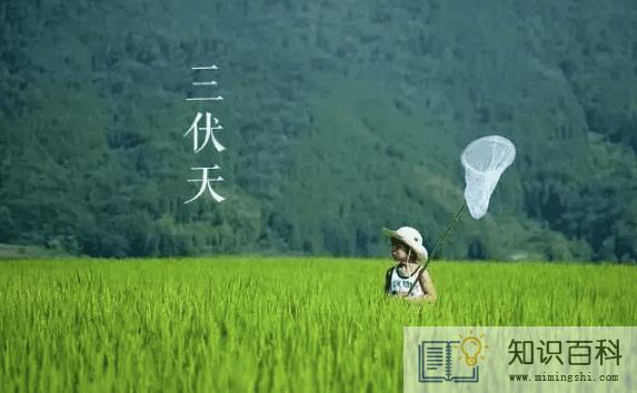 2022年三伏天最高温度是多少2