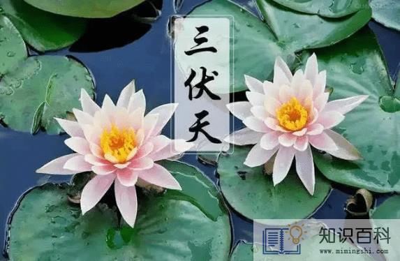 2022年三伏天最高温度是多少3