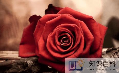 玫瑰花好养活吗2