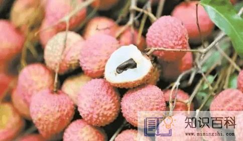 妃子笑荔枝种植几年才挂果2
