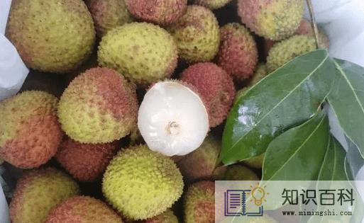 妃子笑荔枝种植几年才挂果3