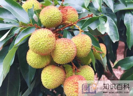 妃子笑荔枝核大还是小1
