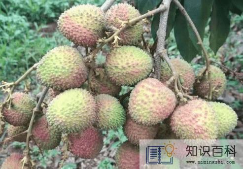 妃子笑荔枝核大还是小2