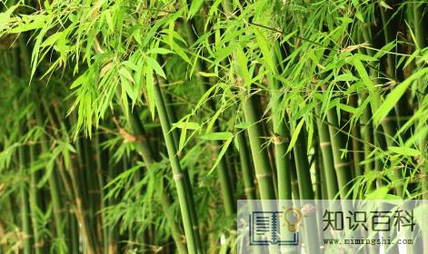 富贵竹怎么水养才旺盛1