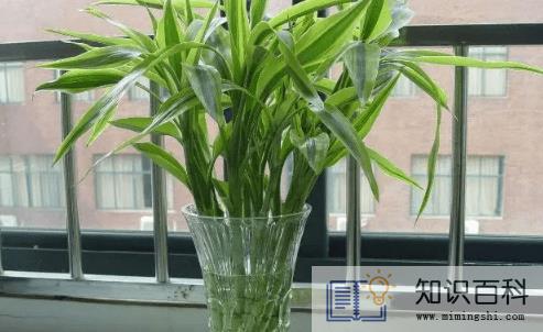 富贵竹怎么水养才旺盛2