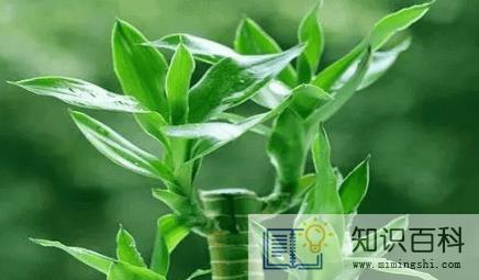 富贵竹怎么水养才旺盛3
