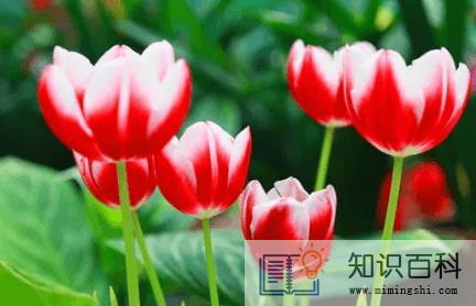 郁金香的花语是什么2