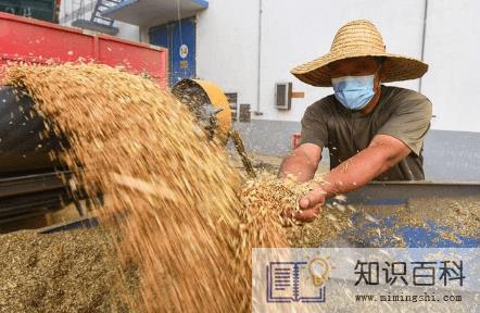 2023粮食补贴多少钱一亩2