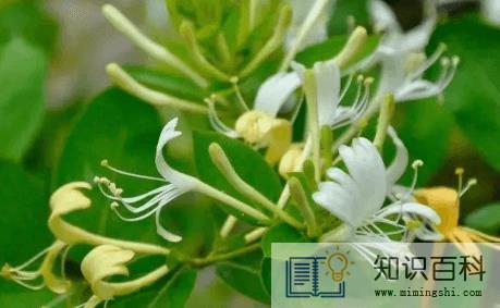 金银花怎么烘干3