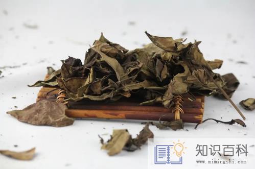 大叶茶的功效与作用3