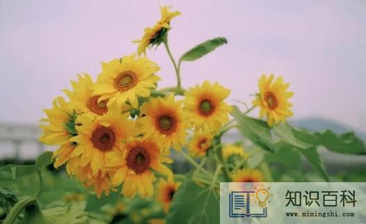 2022考送花一举夺魁要几朵向日葵3