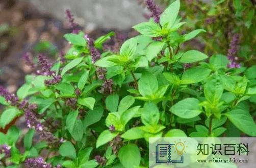 九层塔是什么菜1