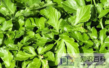 九层塔是什么菜2