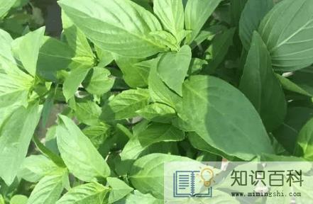 九层塔是什么菜3