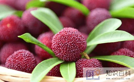 是不是所有的杨梅里面都有虫2
