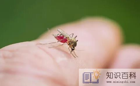 有蚊子一直在耳边叫怎么办3